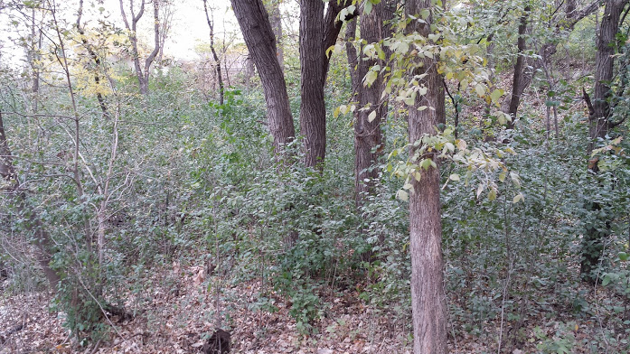 Buckthorn in a typical wooded property, 4' plants cover the area with green leaves