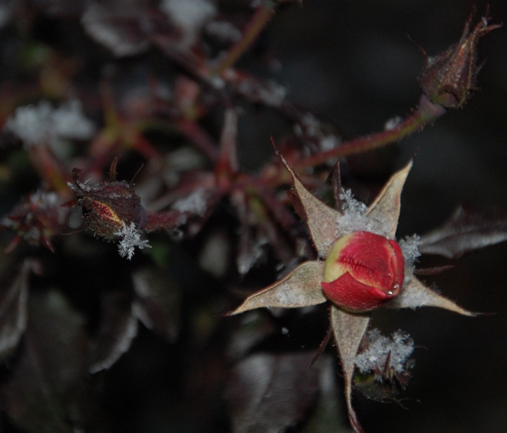 A few pretty fluffy flakes on our rose