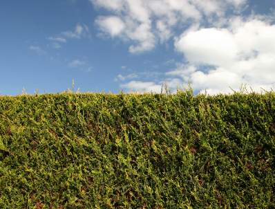 hedge- highly maintained or properly maintained?